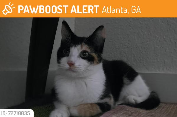 Found/Stray Female Cat last seen Stratford Rd near Buckhead MARTA station among high density cndmniums & apmts, Atlanta, GA 30326
