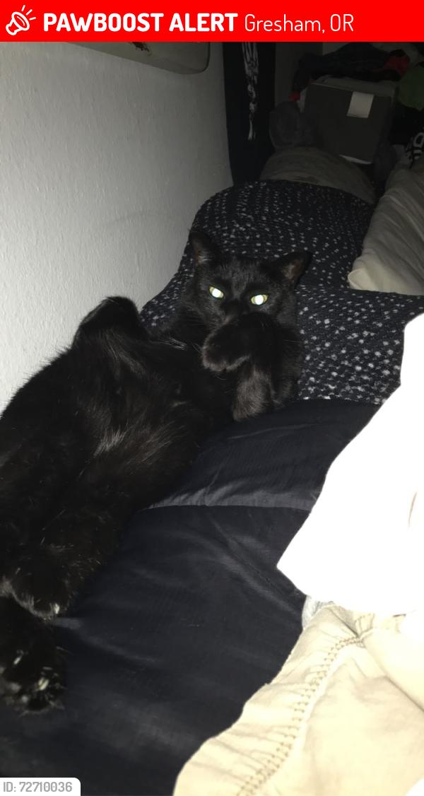Lost Female Cat last seen Near Nw Division ST, Gresham, OR 97030