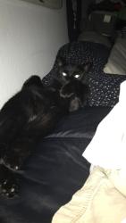 Lost Female Cat last seen Near Nw Division ST, Gresham, OR 97030