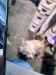 Lost Female Dog last seen 371&foolsh pleasure rd, Aguanga, CA 92536