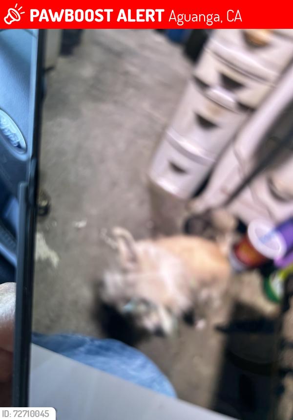 Lost Female Dog last seen 371&foolsh pleasure rd, Aguanga, CA 92536