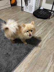 Found/Stray Female Dog last seen bonny oaks, Chattanooga, TN 37421