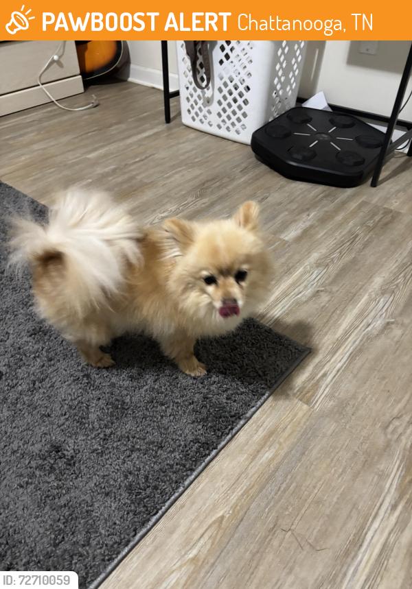 Found/Stray Female Dog last seen bonny oaks, Chattanooga, TN 37421