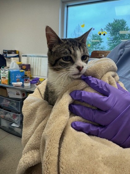 Shelter Stray Male Cat last seen Shands, 75150, TX, Mesquite, TX 75149