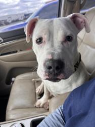Found/Stray Male Dog last seen Polaris pkwy, Columbus, OH 43240