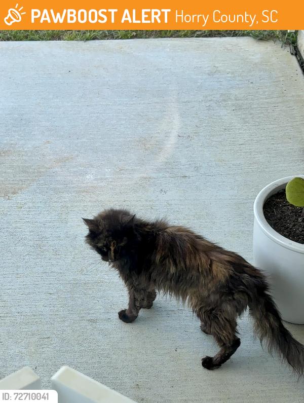 Found/Stray Unknown Cat last seen Springs At Arcadia, Horry County, SC 29588