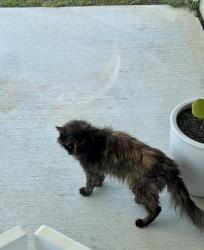 Found/Stray Unknown Cat last seen Springs At Arcadia, Horry County, SC 29588