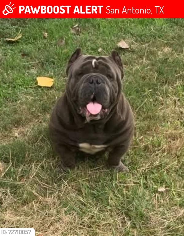 Lost Male Dog last seen New Braunfels Ave and Cooper st , San Antonio, TX 78207