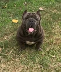 Lost Male Dog last seen New Braunfels Ave and Cooper st , San Antonio, TX 78207