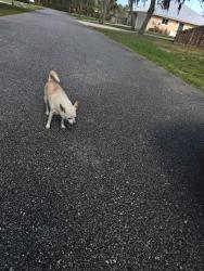 Found/Stray Unknown Dog last seen Very close to that little Park just off of Maine Street in Elkton Florida, St. Johns County, FL 32033