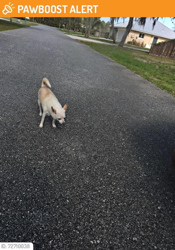 Found/Stray Unknown Dog last seen Very close to that little Park just off of Maine Street in Elkton Florida, St. Johns County, FL 32033