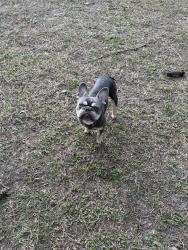 Lost Male Dog last seen Chelsea Dr nw Wilson nc, Wilson, NC 27896