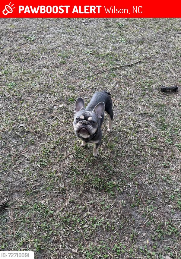 Lost Male Dog last seen Chelsea Dr nw Wilson nc, Wilson, NC 27896