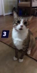Lost Male Cat last seen Benfield Ave. New Bern 28562, New Bern, NC 28562