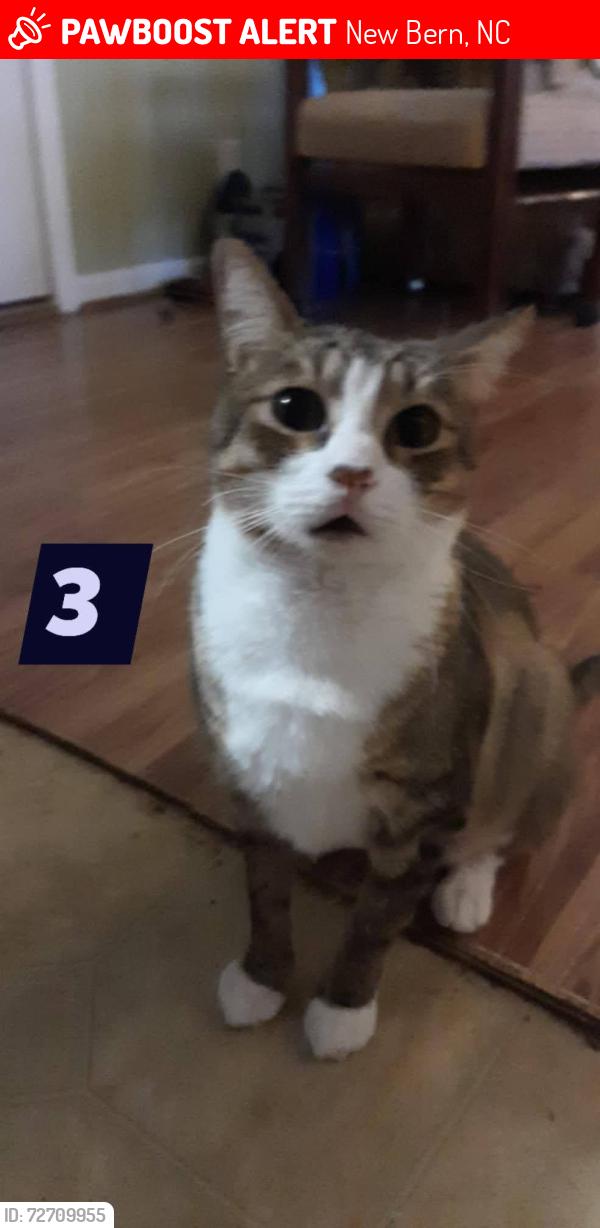 Lost Male Cat last seen Benfield Ave. New Bern 28562, New Bern, NC 28562