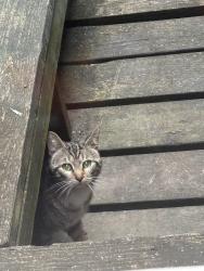Found/Stray Unknown Cat last seen Alley between N Ryland and N Harrison, Richmond, VA 23230