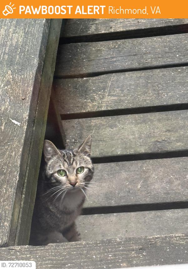 Found/Stray Unknown Cat last seen Alley between N Ryland and N Harrison, Richmond, VA 23230