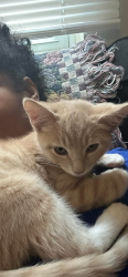 Lost Male Cat last seen Kimball terrace , Norfolk, VA 23504