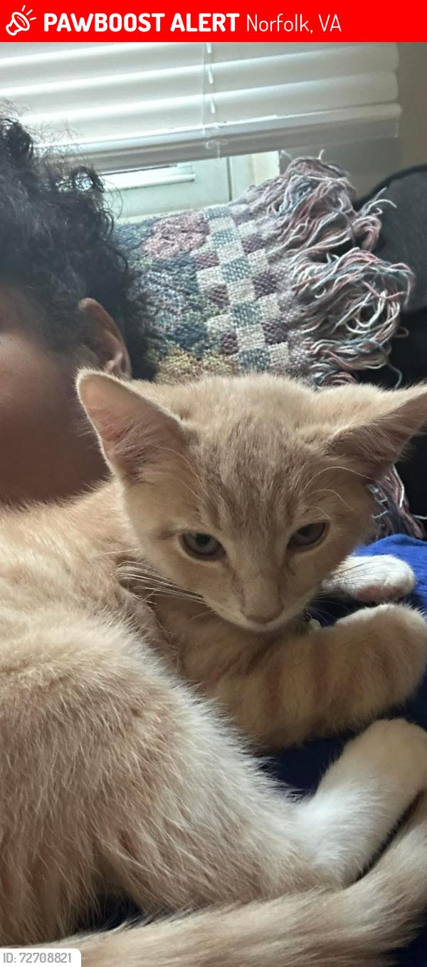 Lost Male Cat last seen Kimball terrace , Norfolk, VA 23504