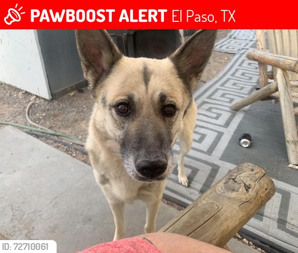 Lost Female Dog last seen Montana and Acacia Dr, El Paso, TX 79938