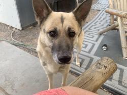 Lost Female Dog last seen Montana and Acacia Dr, El Paso, TX 79938