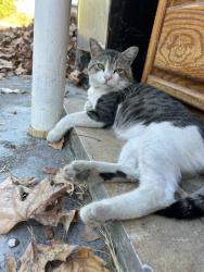Lost Male Cat last seen Grant ave / california ave, Carmichael, CA 95608