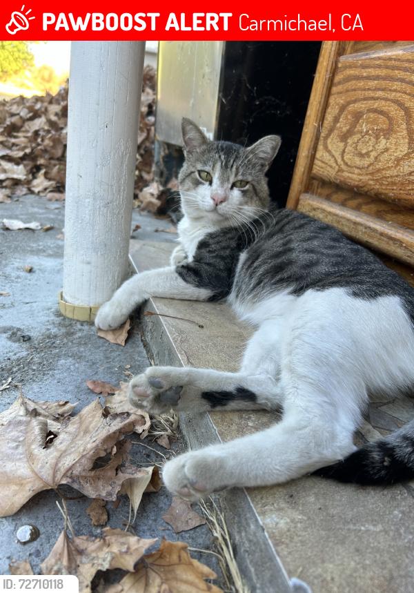 Lost Male Cat last seen Grant ave / california ave, Carmichael, CA 95608