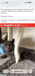 Lost Male Cat last seen No Nonsense Neutering , Plains, PA 18705