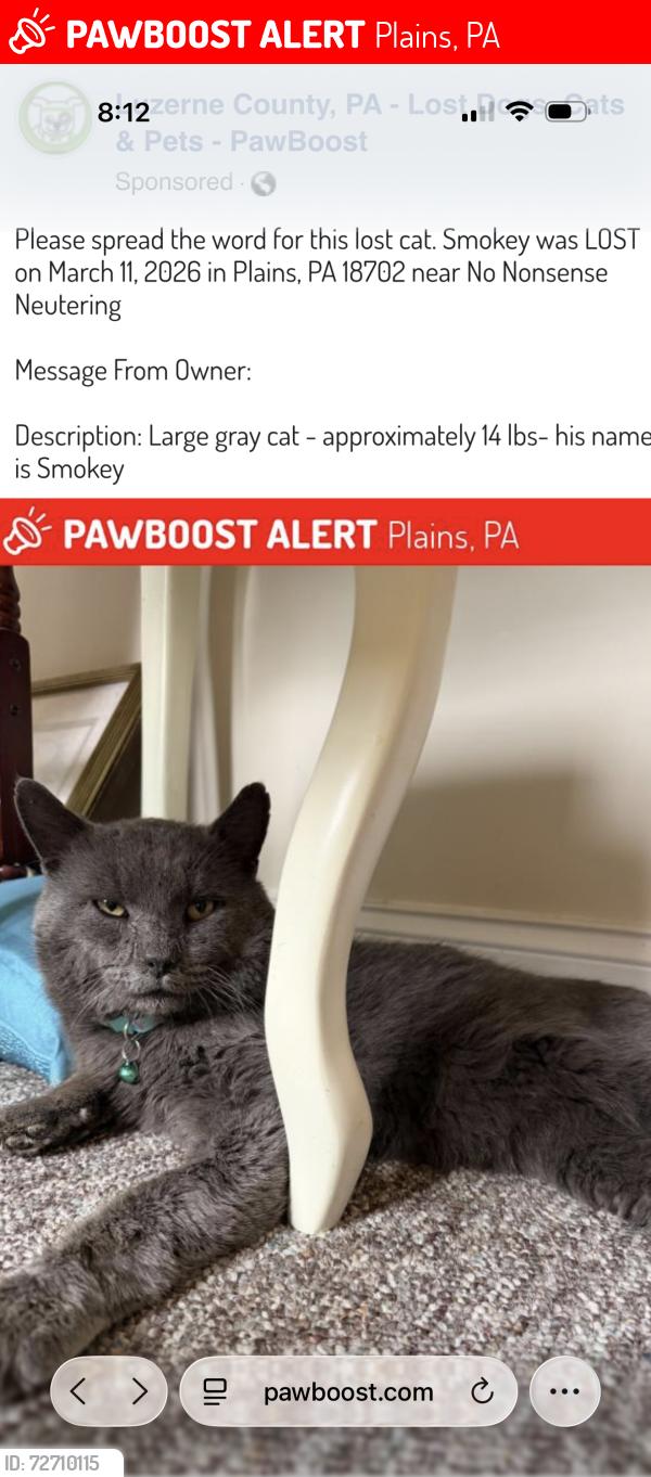 Lost Male Cat last seen No Nonsense Neutering , Plains, PA 18705