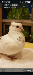 Found/Stray Unknown Bird last seen Near to aldi by bus station, North Finchley, England 