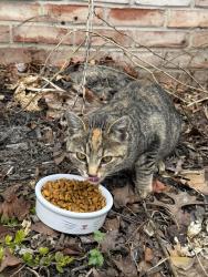 Found/Stray Unknown Cat last seen Near Amesbury road , Manheim Township, PA 17601