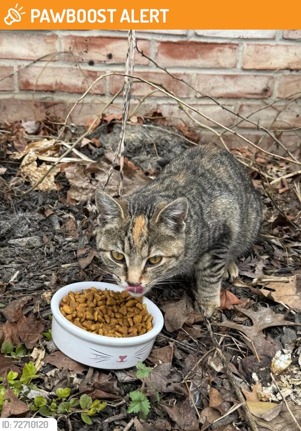 Found/Stray Unknown Cat last seen Near Amesbury road , Manheim Township, PA 17601