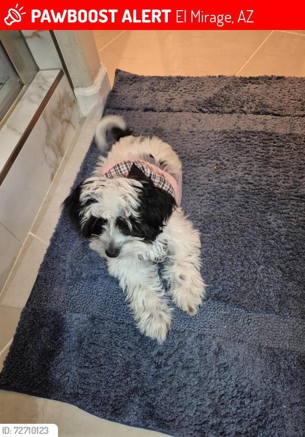Lost Female Dog last seen Cactus and el mirage , El Mirage, AZ 85335