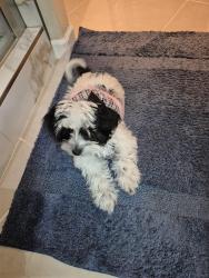 Lost Female Dog last seen Cactus and el mirage , El Mirage, AZ 85335