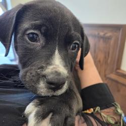 Shelter Stray Male Dog last seen , Memphis, TN 38133