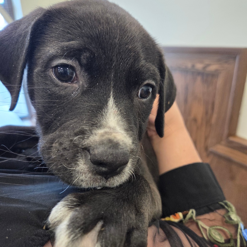 Shelter Stray Male Dog last seen , Memphis, TN 38133