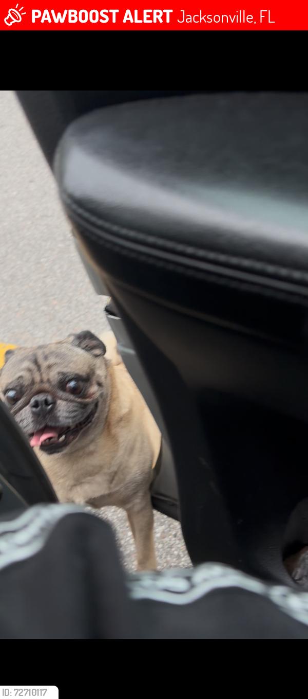 Lost Male Dog last seen Hart Haven, Jacksonville, FL 32254