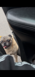 Lost Male Dog last seen Hart Haven, Jacksonville, FL 32254