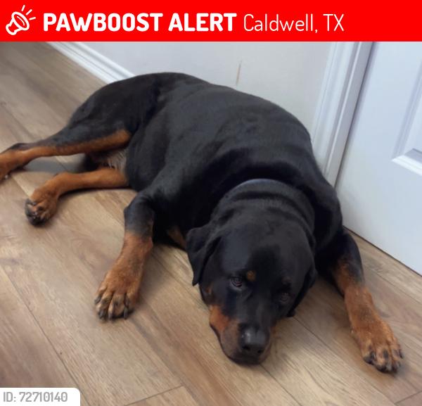 Lost Male Dog last seen The end of County Road 102 , Caldwell, TX 77836