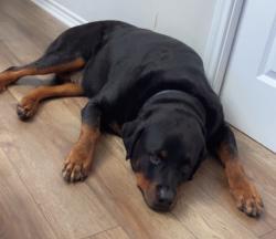 Lost Male Dog last seen The end of County Road 102 , Caldwell, TX 77836