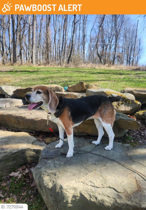 Found/Stray Female Dog last seen Near , Somerset Township, PA 15360