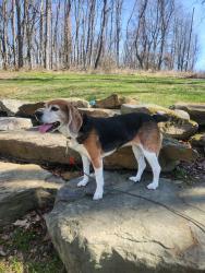 Found/Stray Female Dog last seen Near , Somerset Township, PA 15360