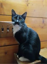 Lost Male Cat last seen Near Sycamore Drive in our yard, Pell City, AL 35128