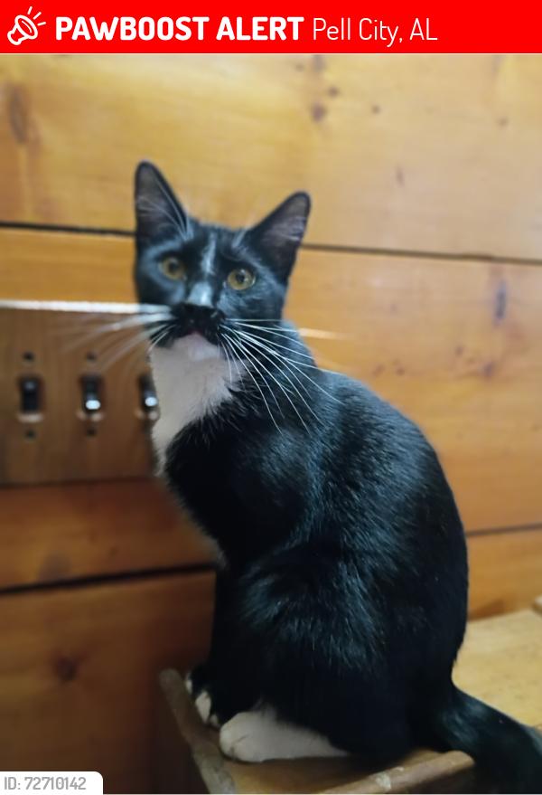Lost Male Cat last seen Near Sycamore Drive in our yard, Pell City, AL 35128