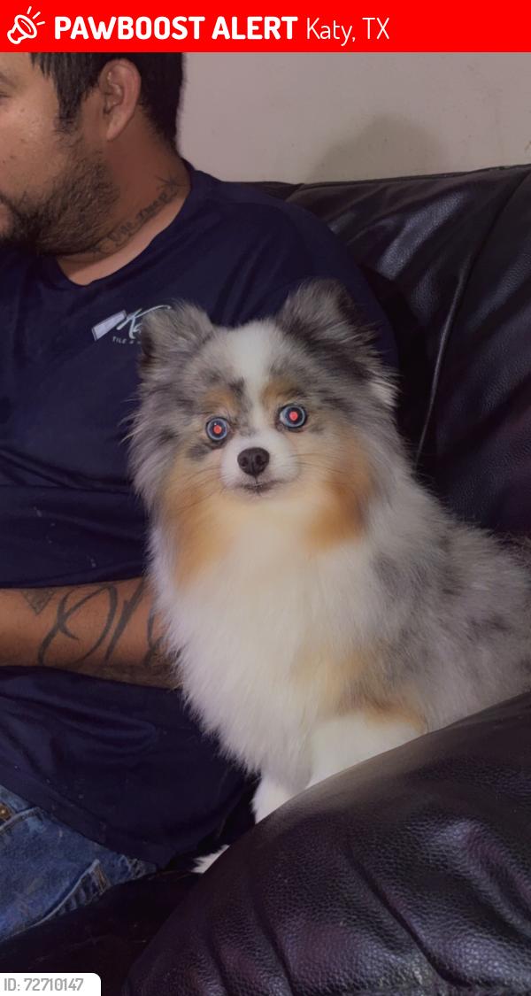 Lost Male Dog last seen Between bear creek meadows and bear creek plantation subdivision , Katy, TX 77449