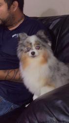 Lost Male Dog last seen Between bear creek meadows and bear creek plantation subdivision , Katy, TX 77449