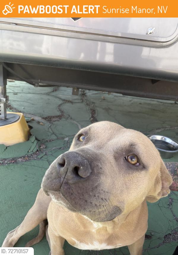 Found/Stray Female Dog last seen Stewart and Christy , Sunrise Manor, NV 89110