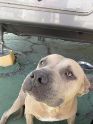 Found/Stray Female Dog last seen Stewart and Christy , Sunrise Manor, NV 89110