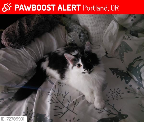 Lost Female Cat last seen SE 101st between Clinton & Jesse Ct, Portland, OR 97266