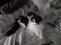 Lost Female Cat last seen SE 101st between Clinton & Jesse Ct, Portland, OR 97266